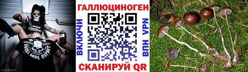 Галлюциногенные грибы Psilocybine cubensis  Аша 