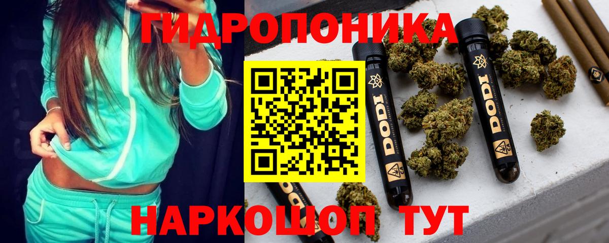 Канабис сатива Аша